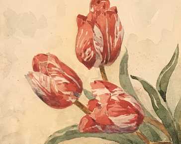Gregorietti Salvatore - Tulipani rosa *